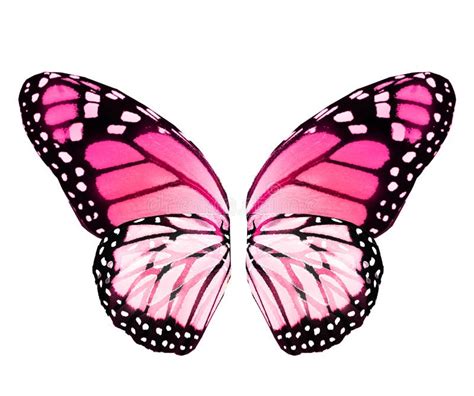 butterfly wings images